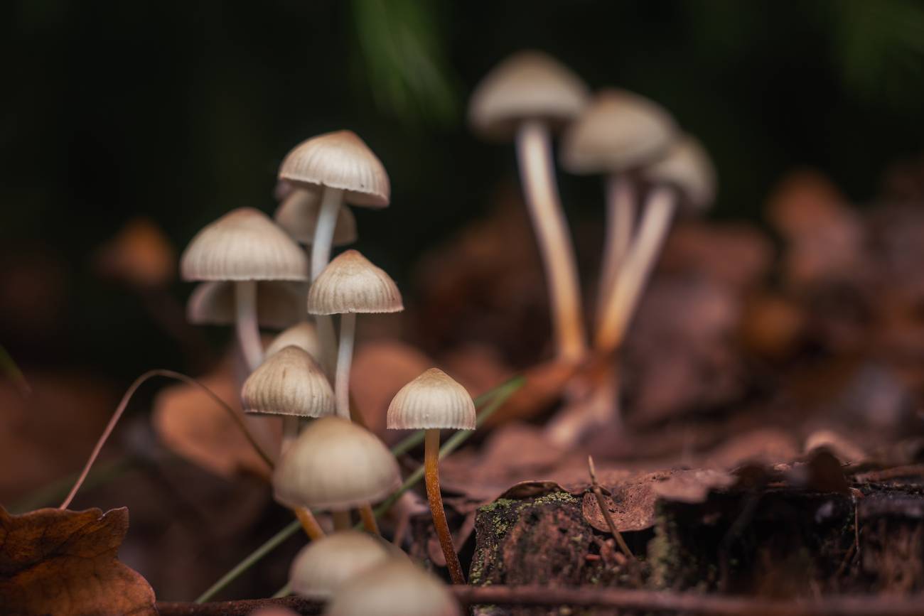 How to Find Toronto Shroom Online? post thumbnail image