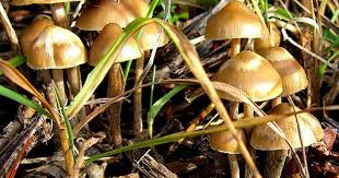 The most effective magic mushrooms may be found in Shrooms Detroit post thumbnail image