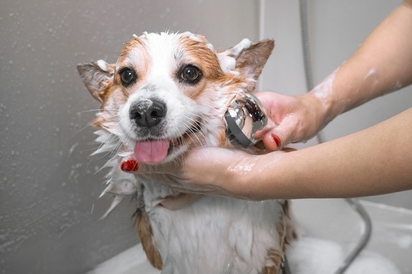 The Pros and Cons of utilizing a Blow Clothes dryer in your Dog post thumbnail image