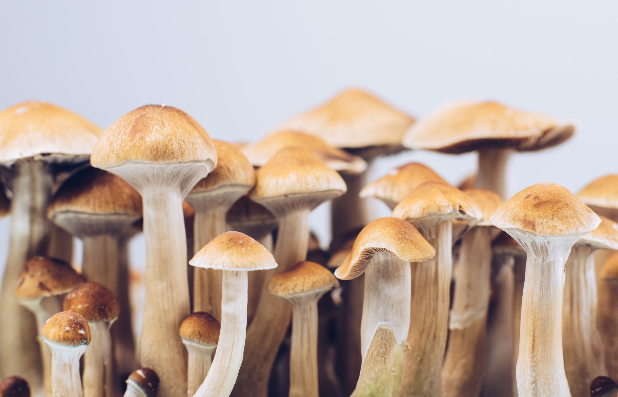What is there to know about magic mushrooms? post thumbnail image