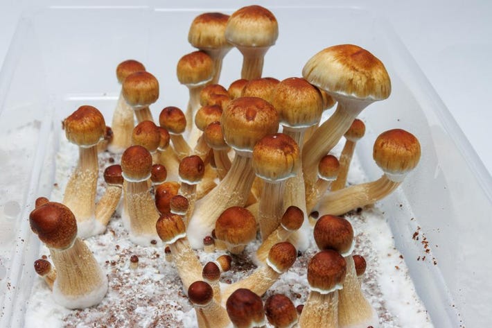 Understanding the uses of crazy mushroom types post thumbnail image