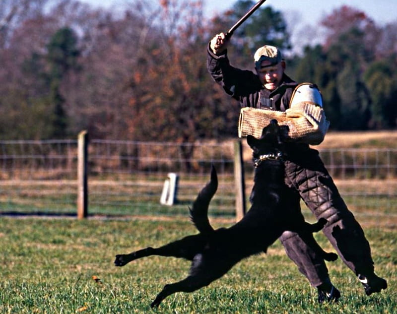 Discover The Exciting World Of On K9 Training Institute (K9TI) post thumbnail image