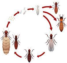 Do Baby Termites Look Like Ants? post thumbnail image