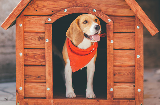 Incredible reasons to choose a pet boarding facility post thumbnail image