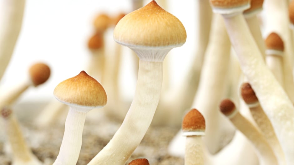 You can buy shrooms online in Canada at Faded Fungi with no problem post thumbnail image