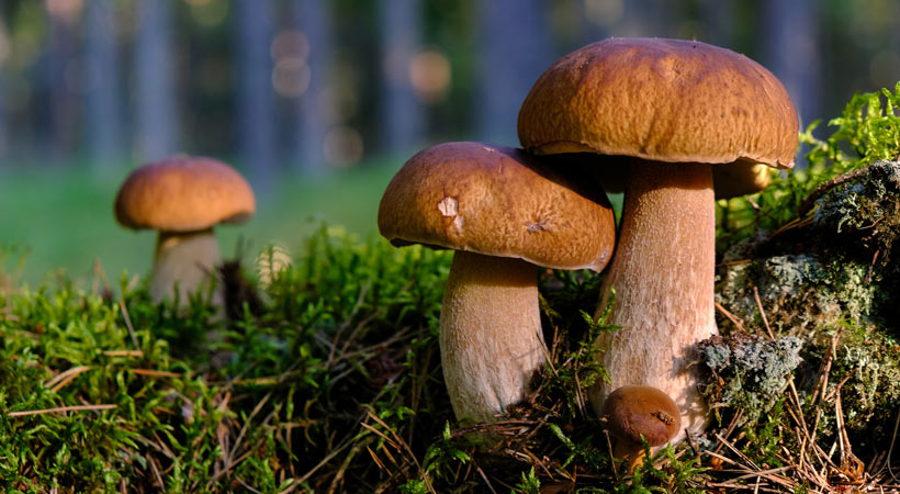 Buy shrooms online assured and of Top quality post thumbnail image
