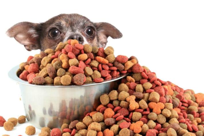 Get Your Dog to Eat Their Food Supplements with These Tips post thumbnail image
