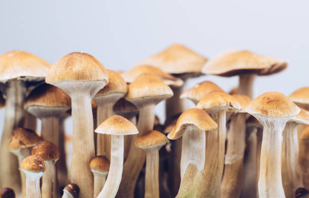 Magic Mushrooms Canada – Discover Their Magic! post thumbnail image
