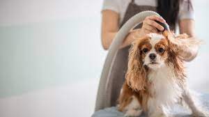 Give your correct family pet grooming utilizing best at home dog blow dryer post thumbnail image
