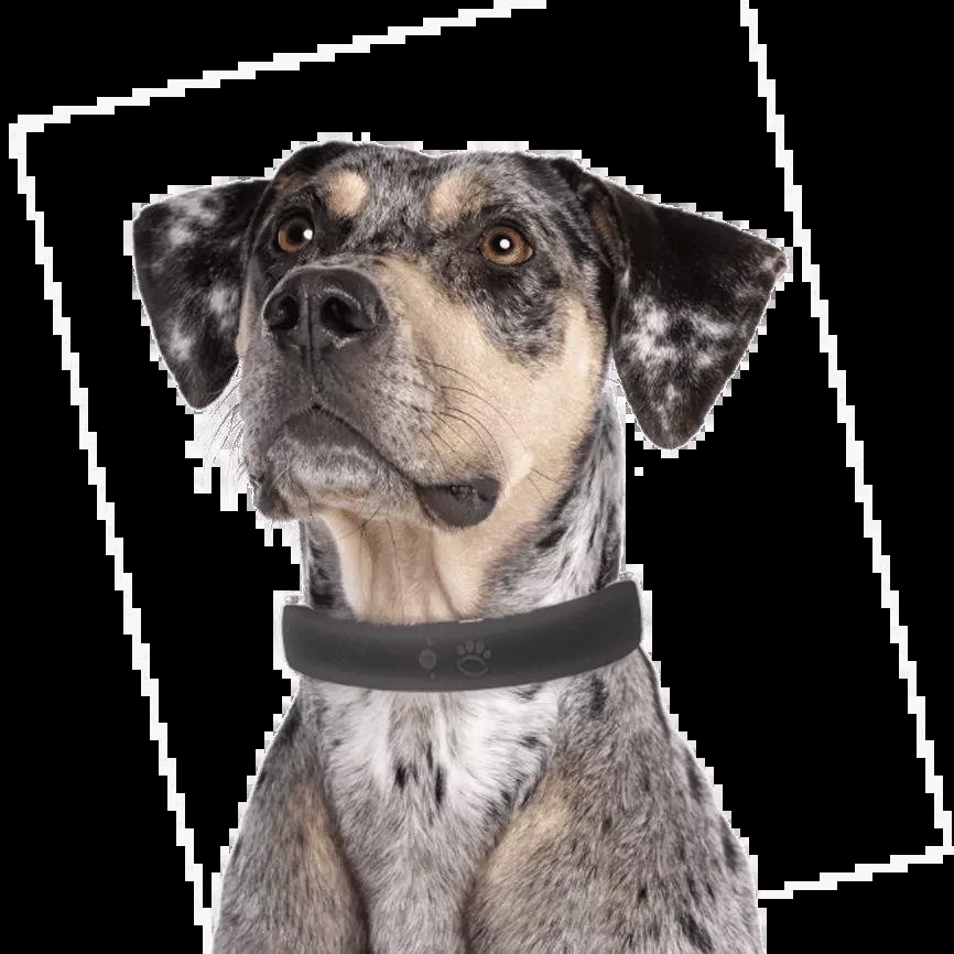 The Best Ways to Find Quality and Affordable Halo Collars Today! post thumbnail image