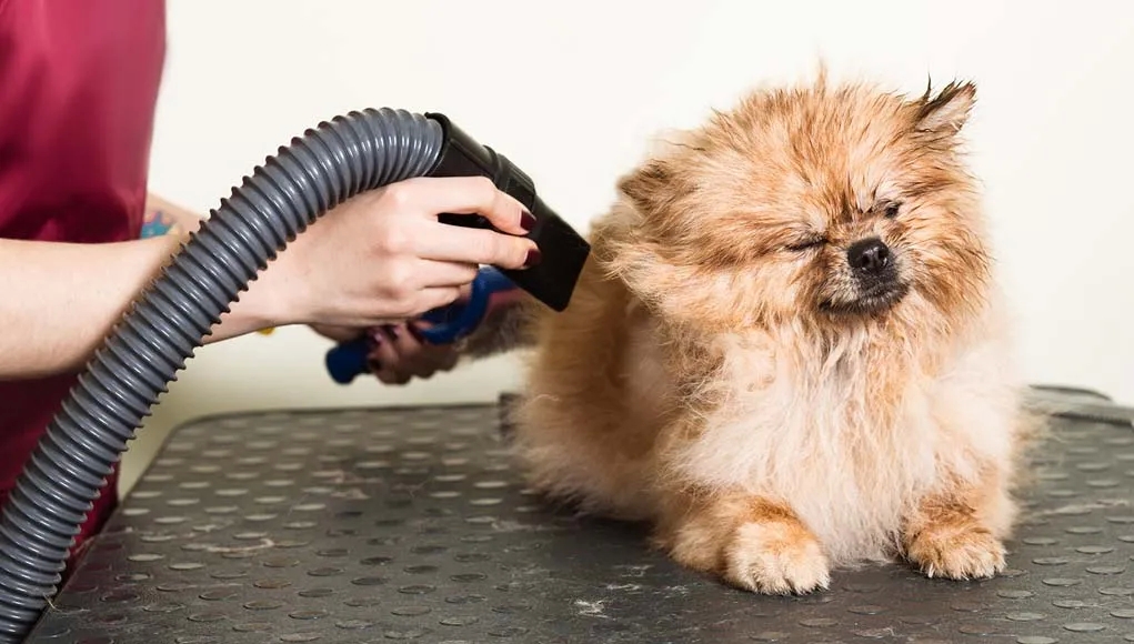 Discover what are the factors to consider regarding a blow dryer for dogs post thumbnail image