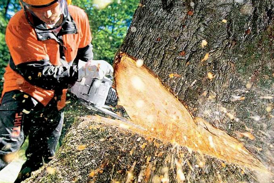 How to Keep Your Trees Healthy and Safe post thumbnail image