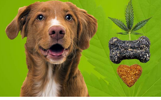 Best CBD Treats for Dogs: A Healthy Canine Snack post thumbnail image