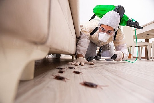 Exterminators Unleashed: Solving Your Pest Problems post thumbnail image