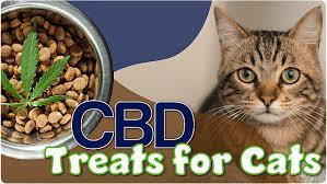 Cat CBD Treats: Supporting Senior Cats with Grace post thumbnail image