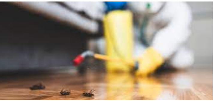 Choosing the correct Pest Control Firm post thumbnail image