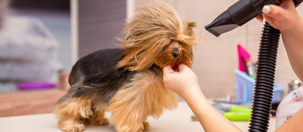 Best at Home Dog Blow Dryer: Keep Your Pet Dry and Happy post thumbnail image